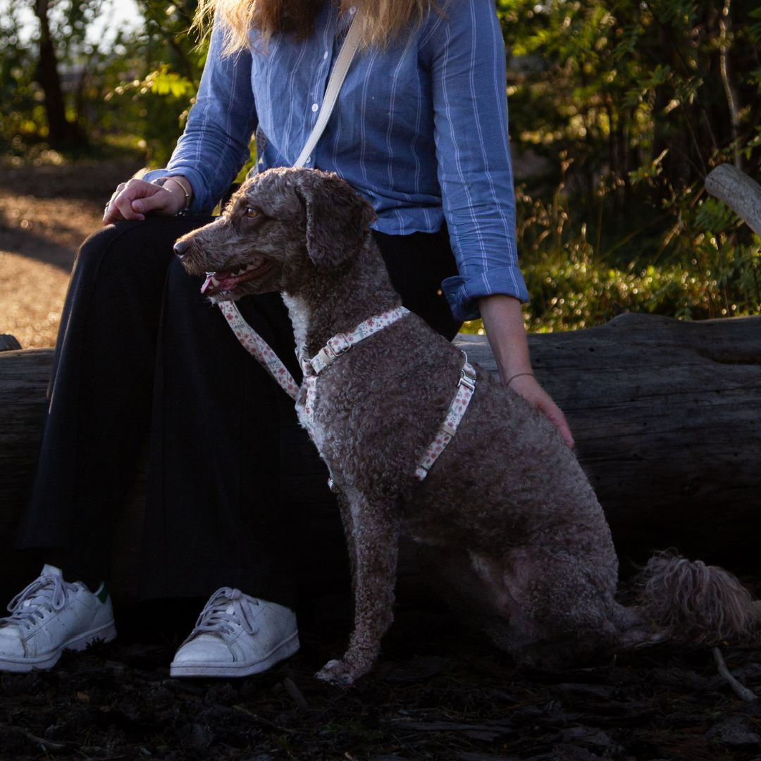 Dog Harness - Midsummer