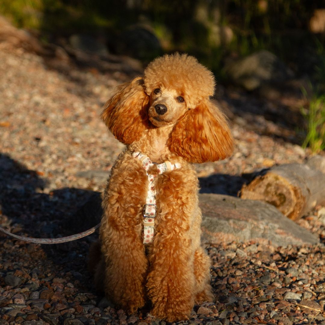 Dog Harness - Midsummer
