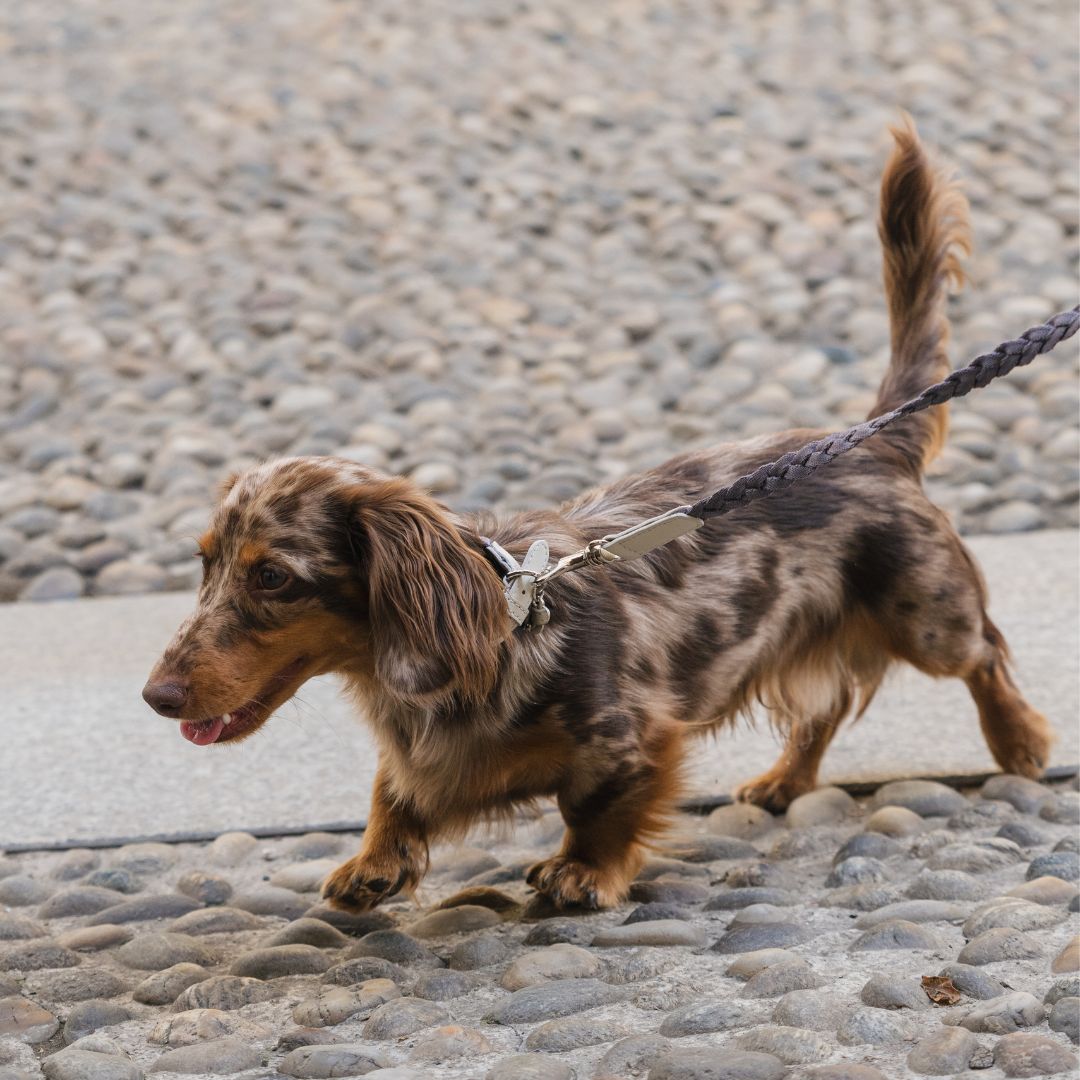 Braid Dog Leash - Moon