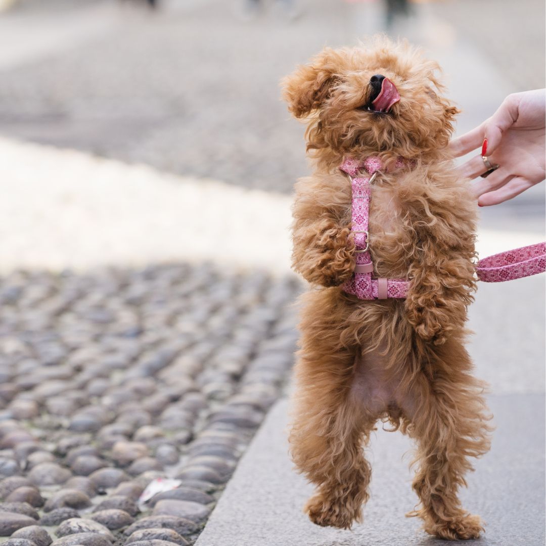 Dog Harness - Sicily