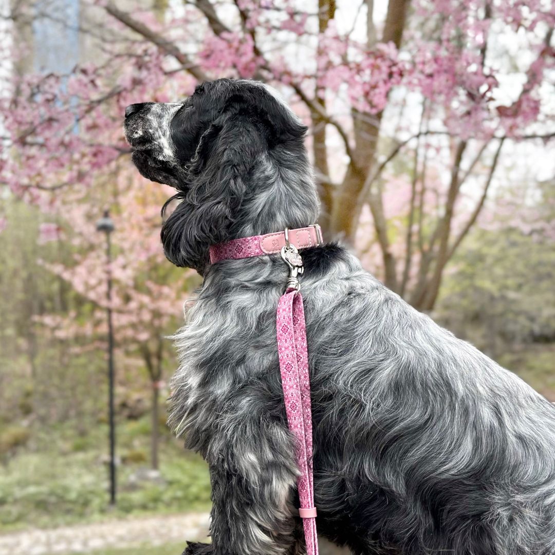 Dog Collar - Sicily