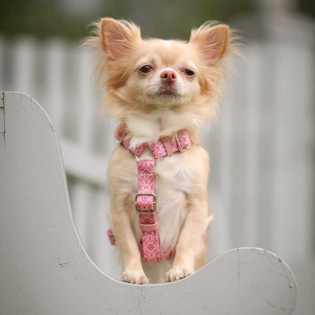 Dog Harness - Sicily
