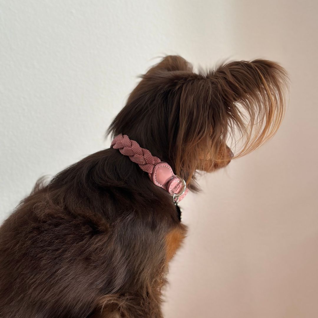Braid Dog Collar - Petal