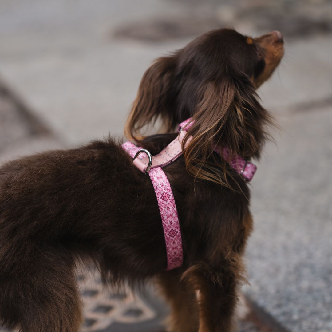 Dog Harness - Sicily
