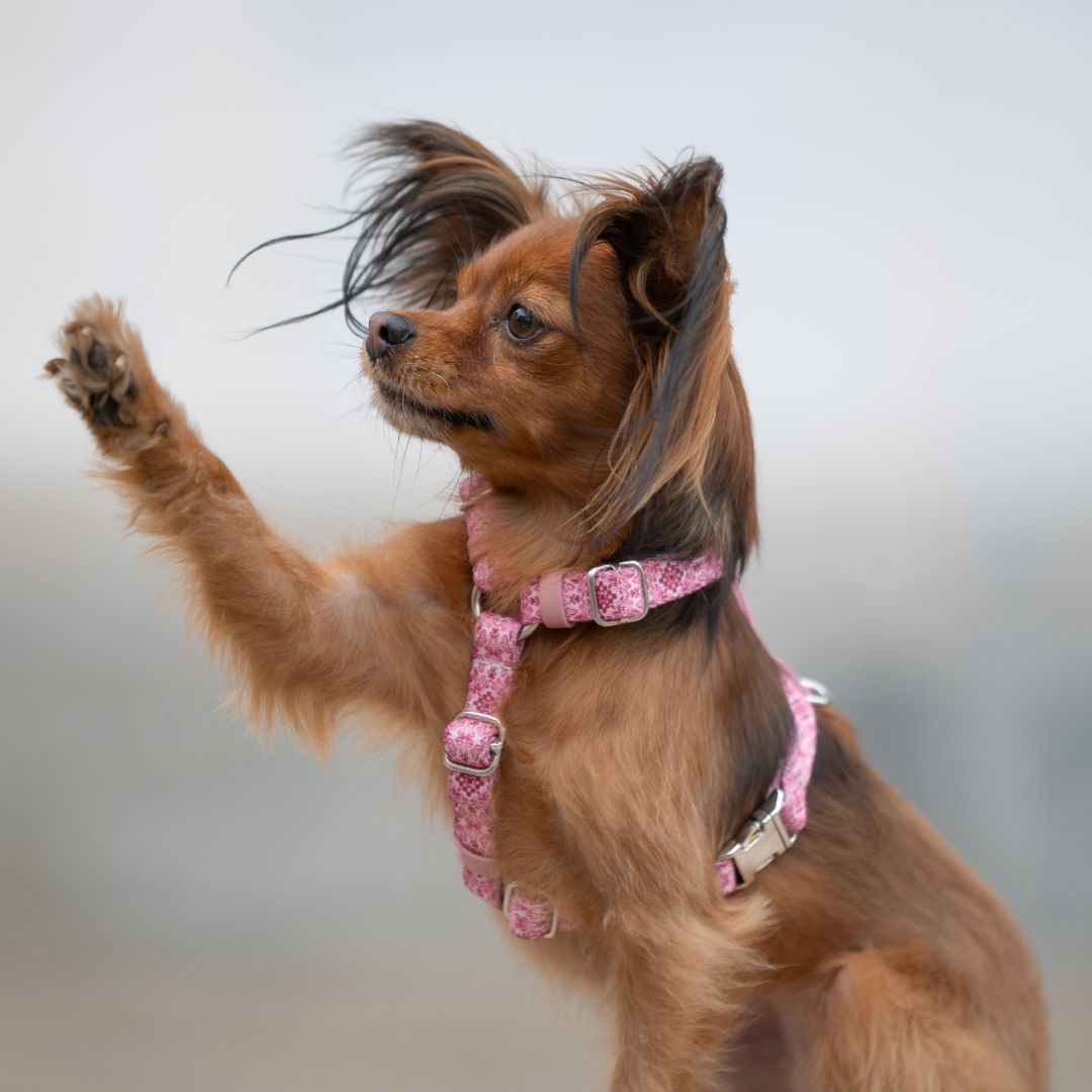 Dog Harness - Sicily
