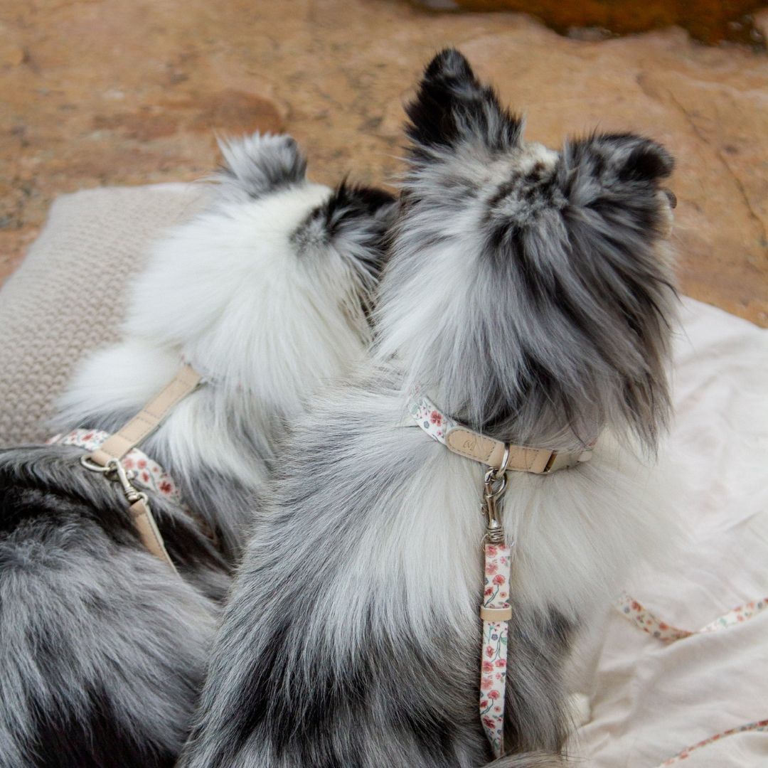 Dog Collar - Midsummer