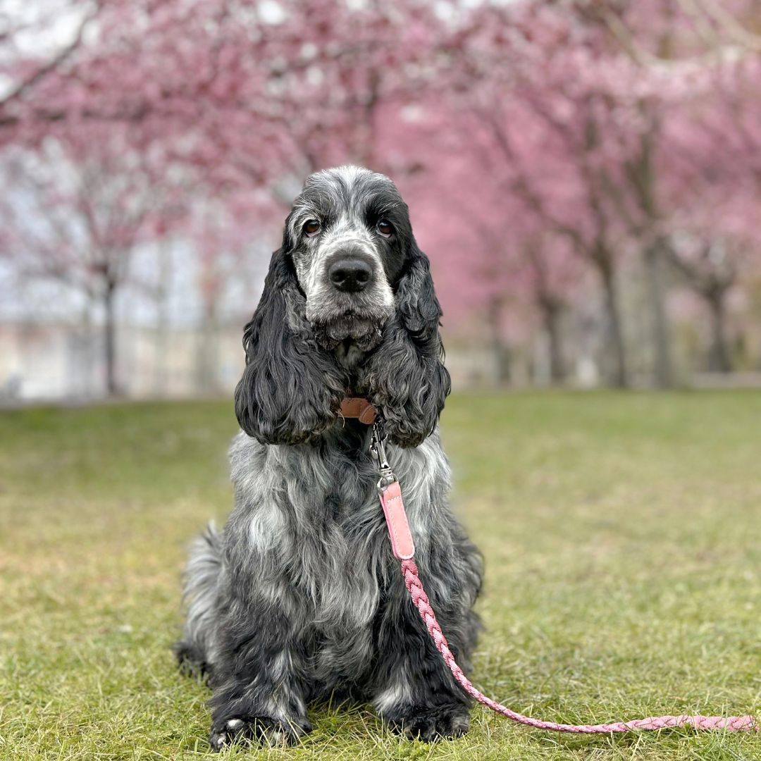 Braid Dog Leash - Petal