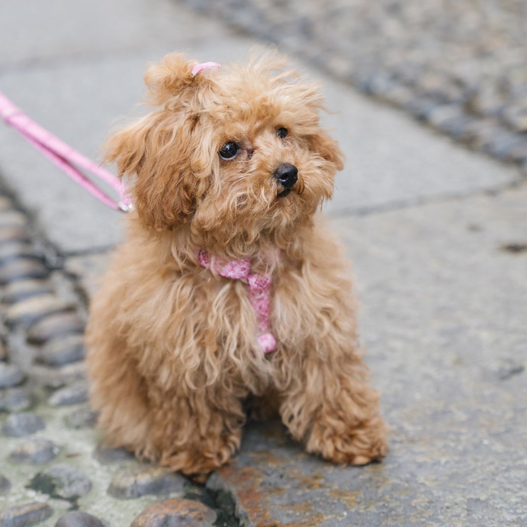 Dog Harness - Sicily