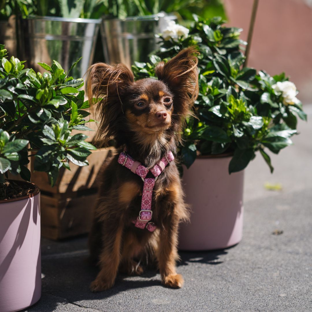 Dog Harness - Sicily