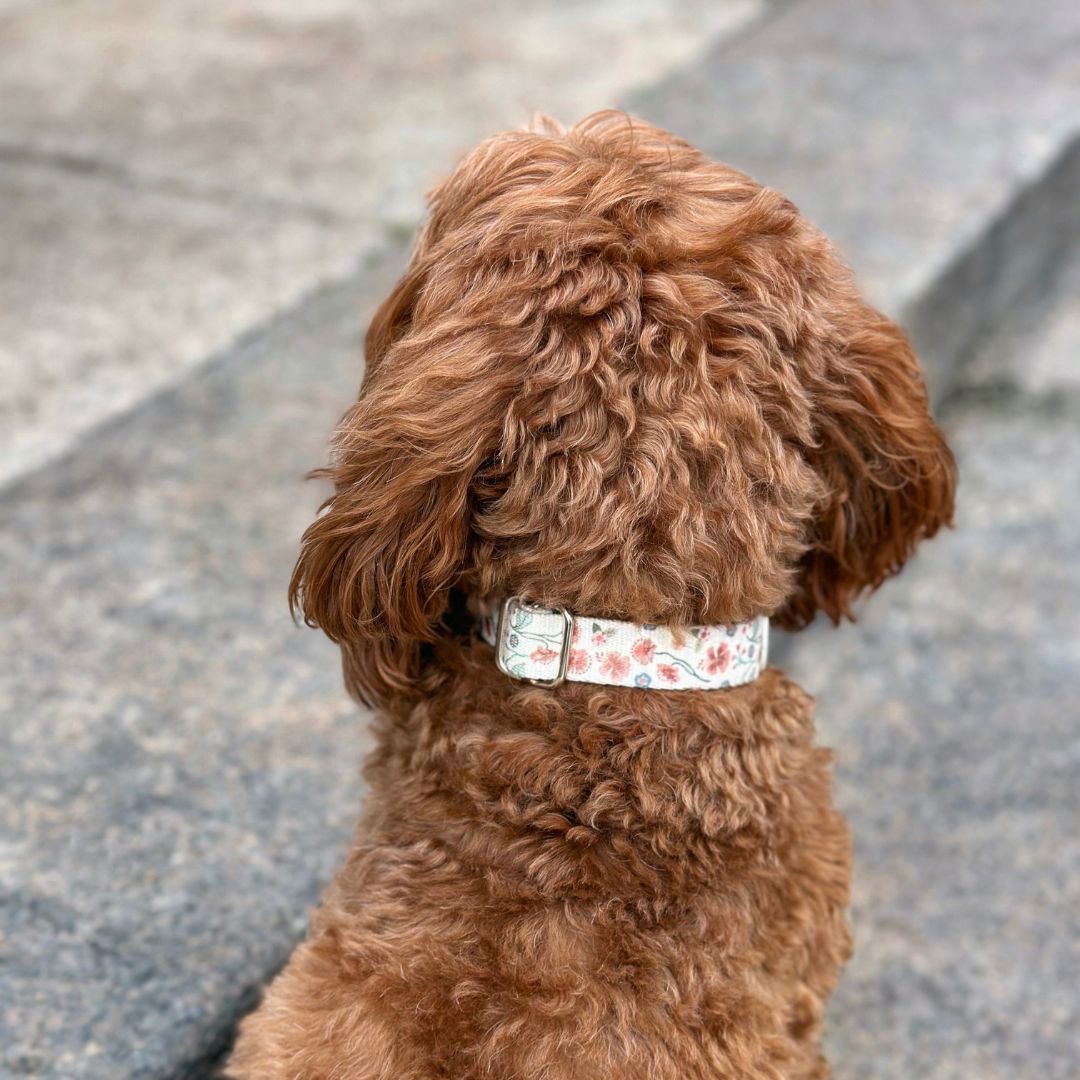 Dog Collar - Midsummer