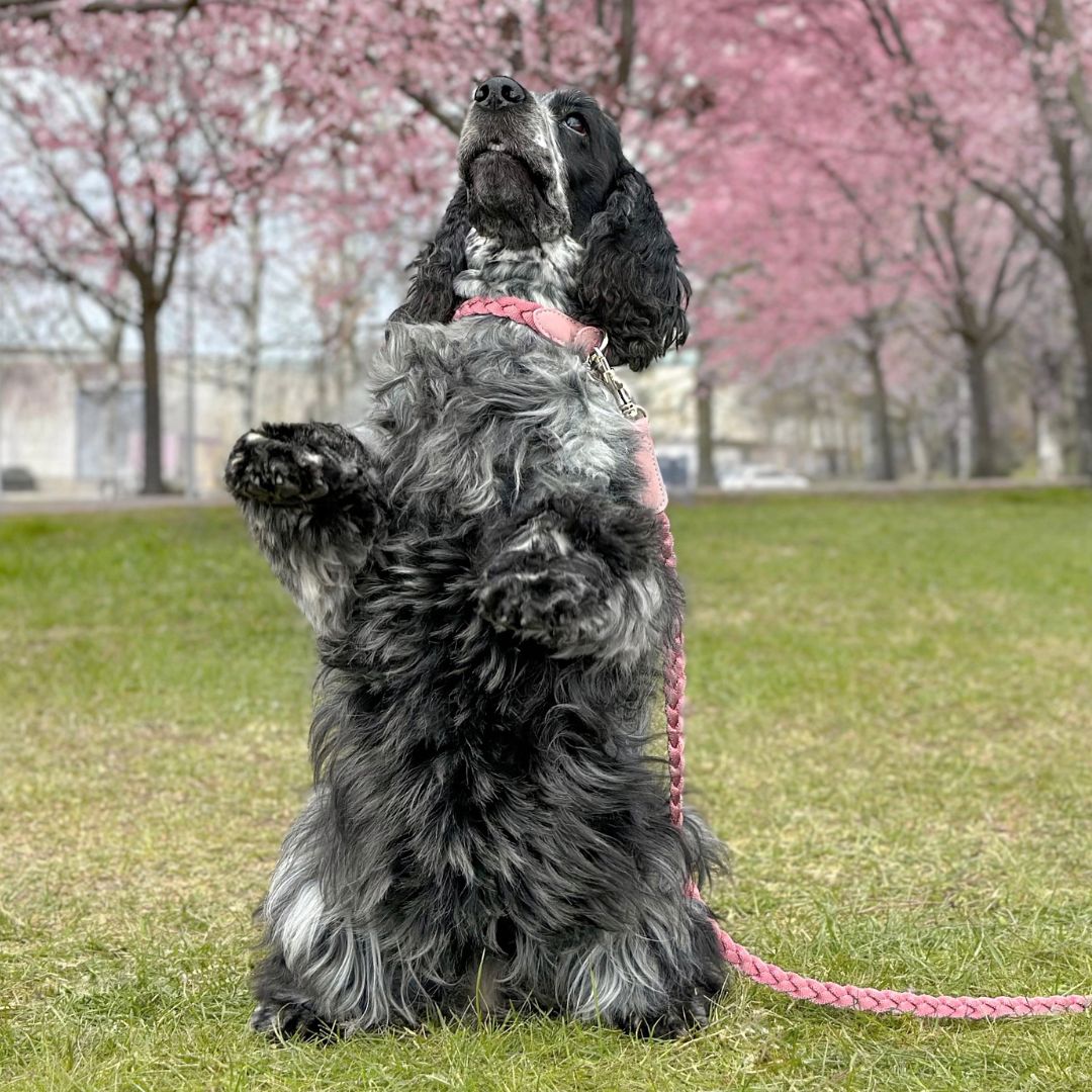 Braid Dog Leash - Petal