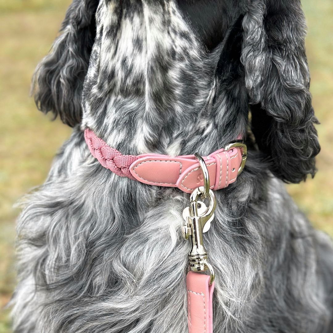 Braid Dog Collar - Petal