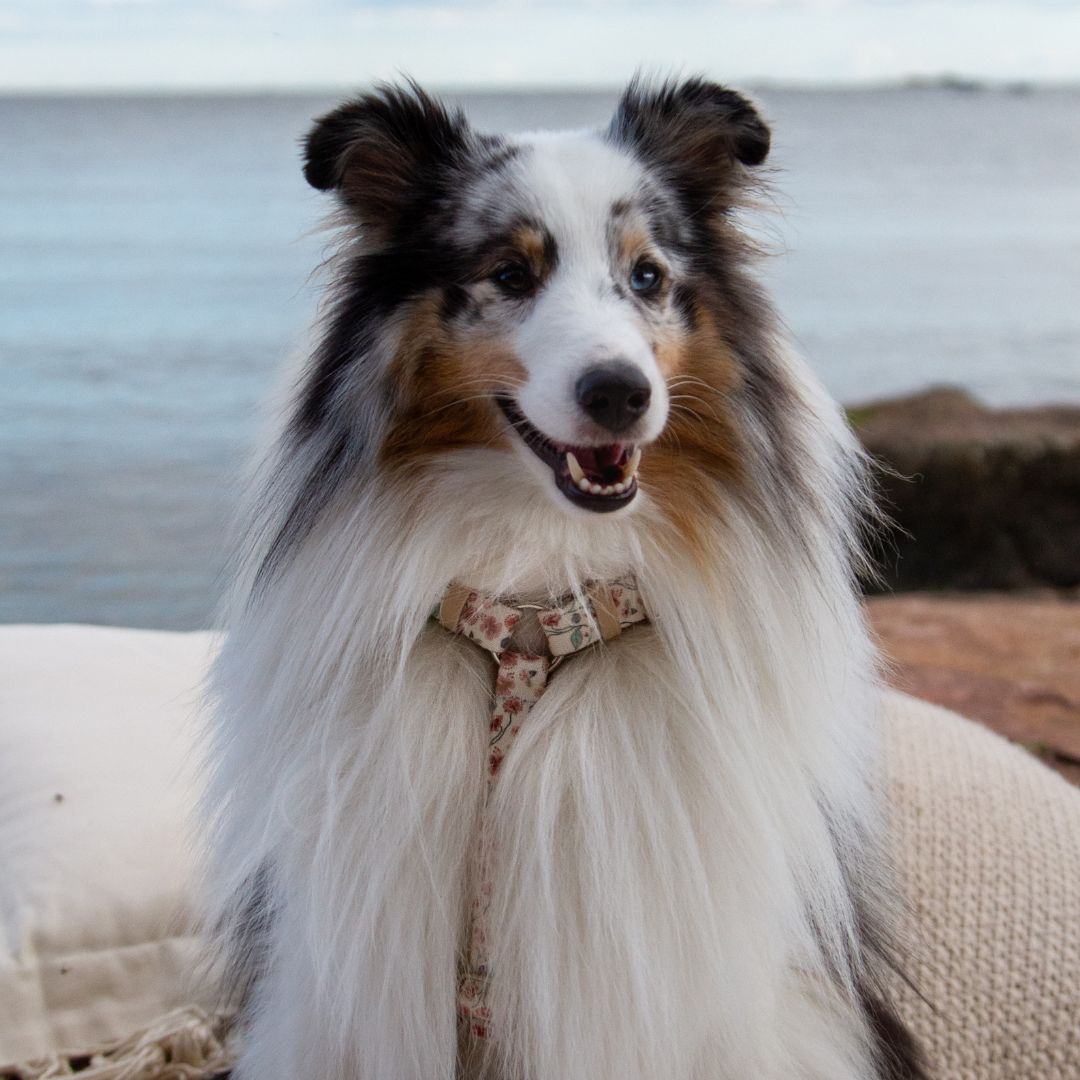 Dog Harness - Midsummer