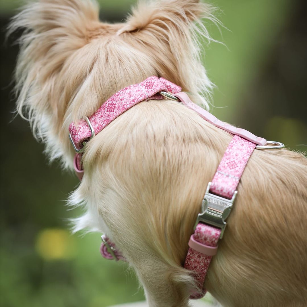 Dog Harness - Sicily