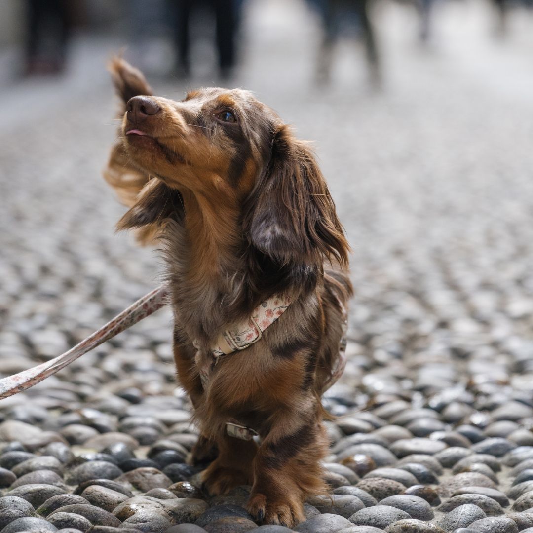 Dog Harness - Midsummer