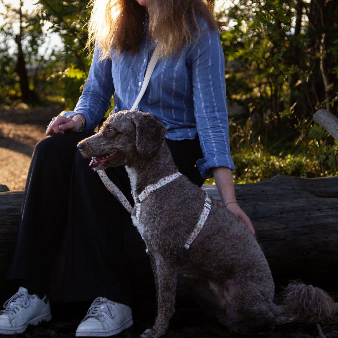 Multifunction Dog Leash - Midsummer