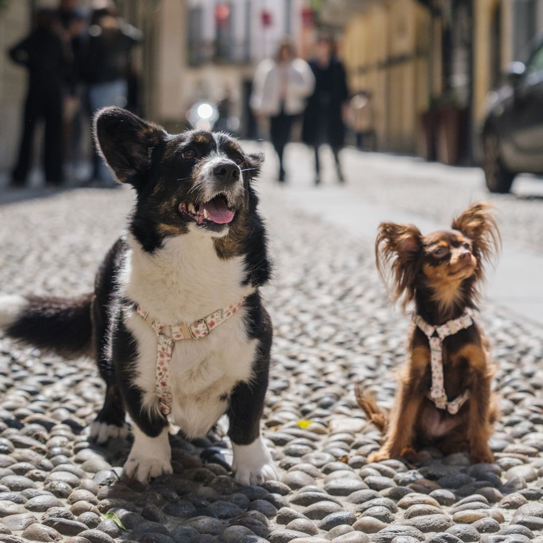 Dog Harness - Midsummer
