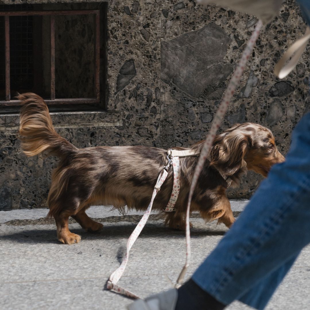 Dog Harness - Midsummer