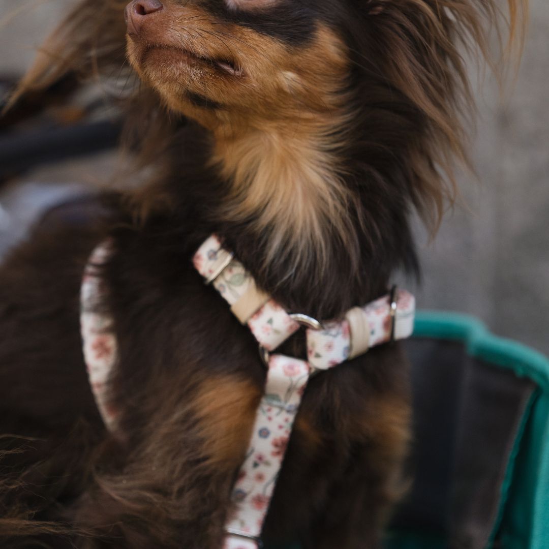 Dog Harness - Midsummer