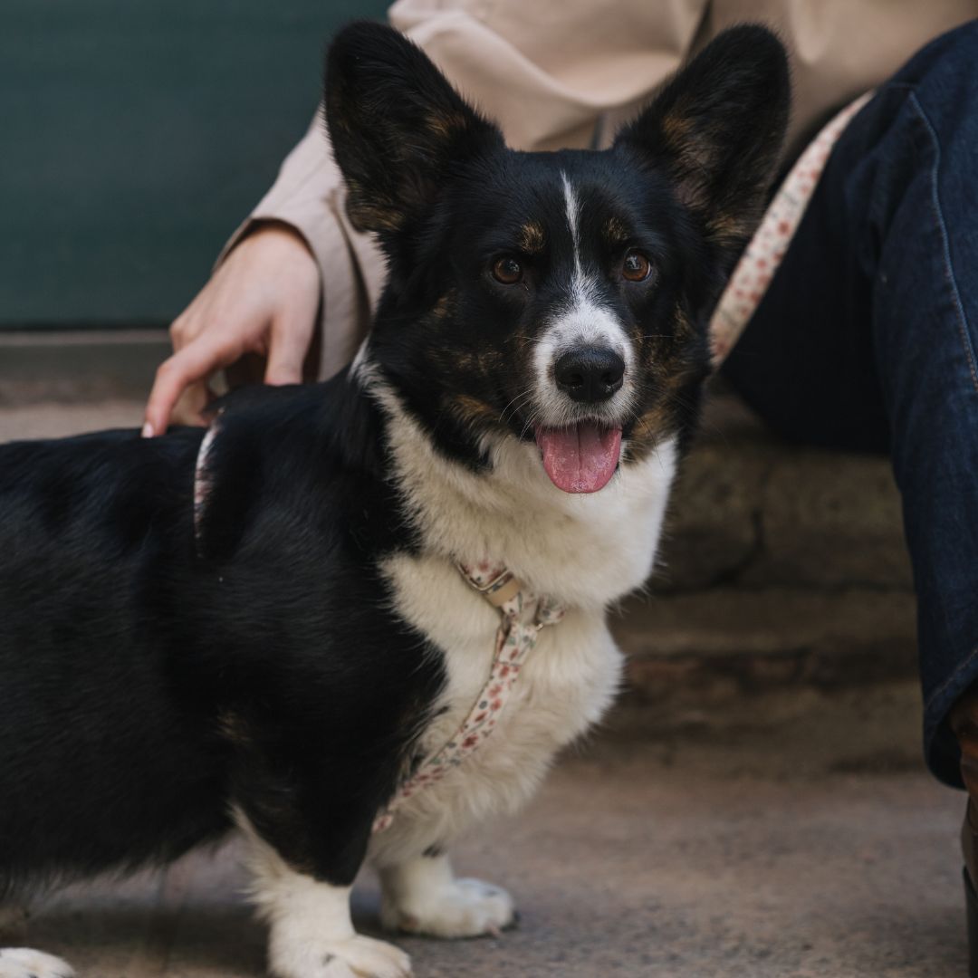 Dog Harness - Midsummer