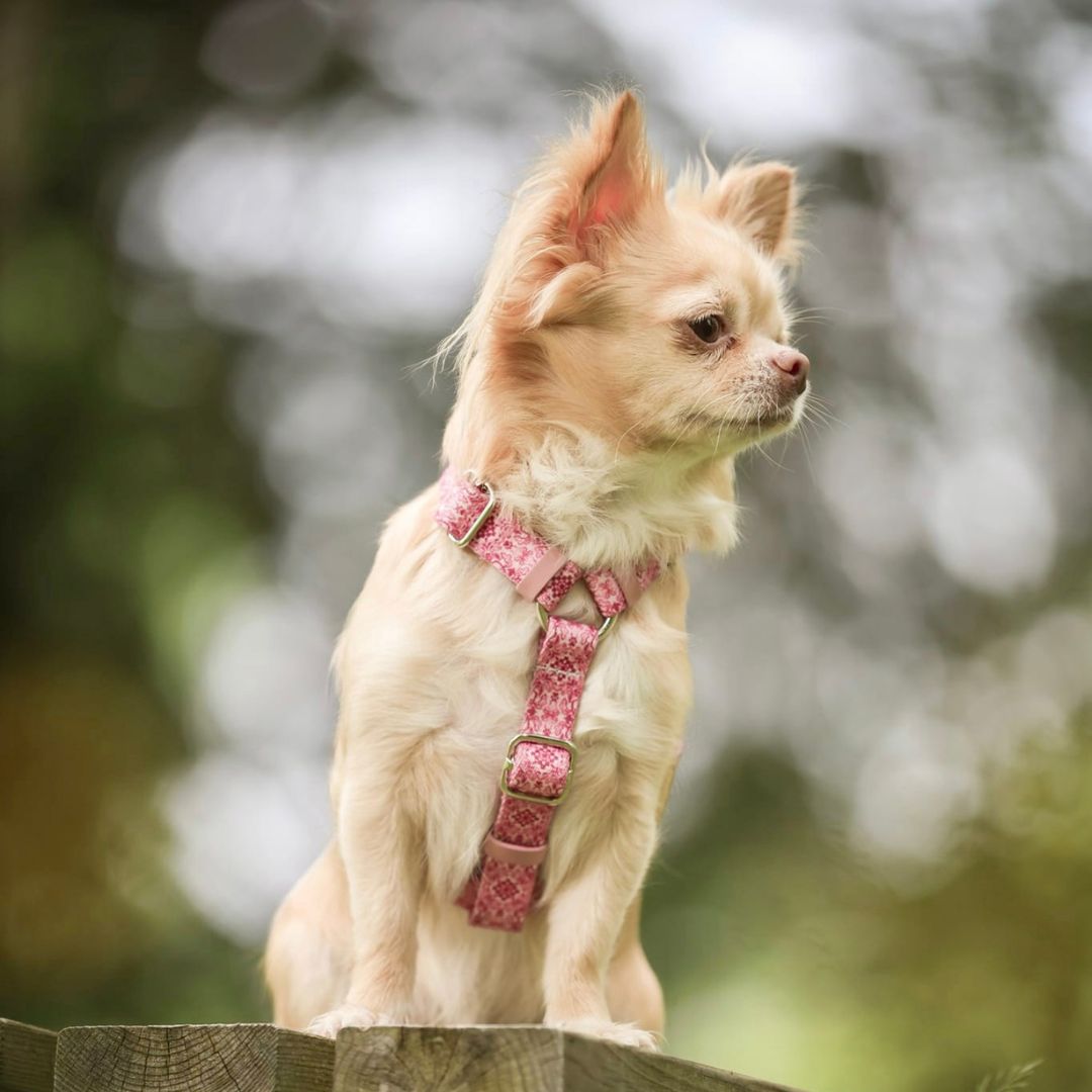 Dog Harness - Sicily