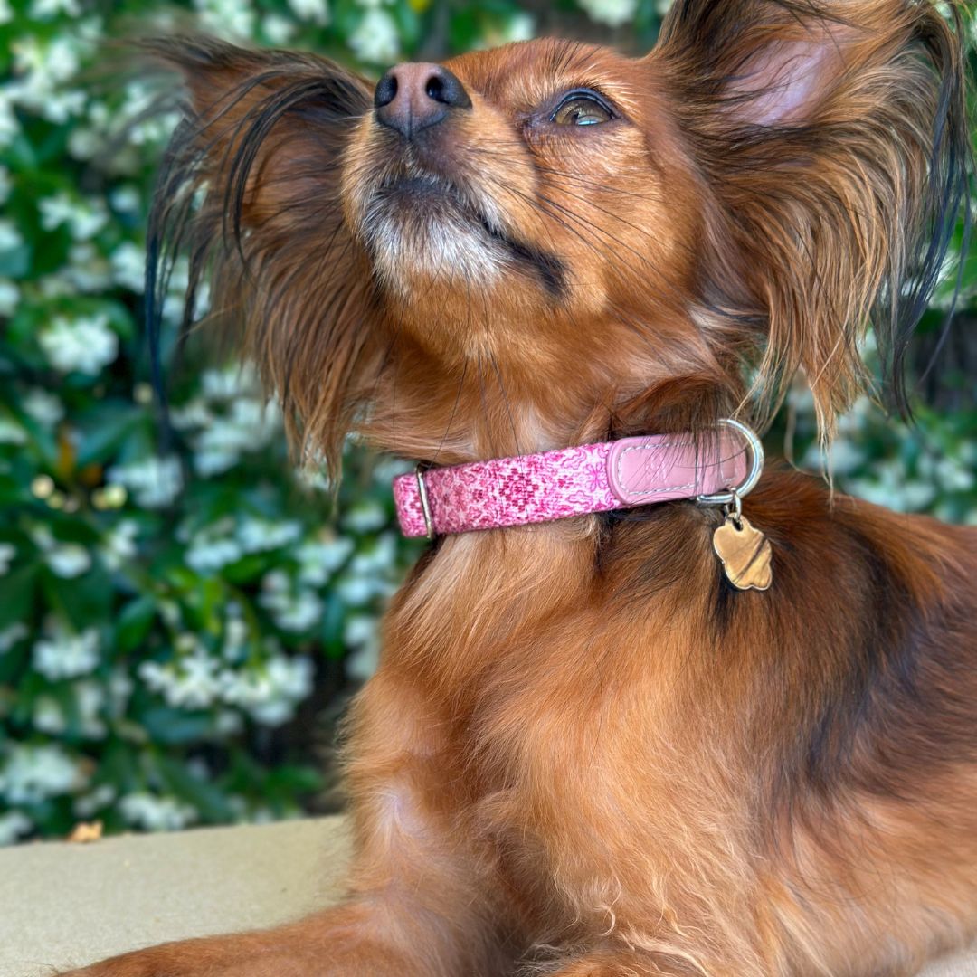 Dog Collar - Sicily