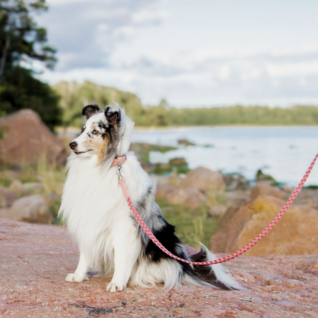 Braid Dog Leash - Petal