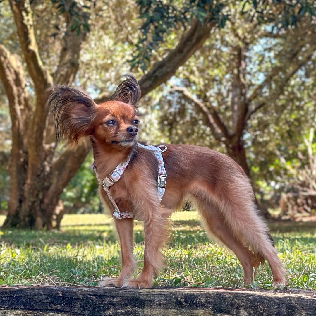 Dog Harness - Midsummer