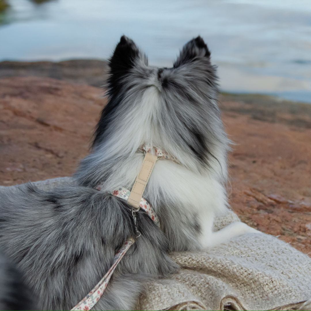 Dog Harness - Midsummer
