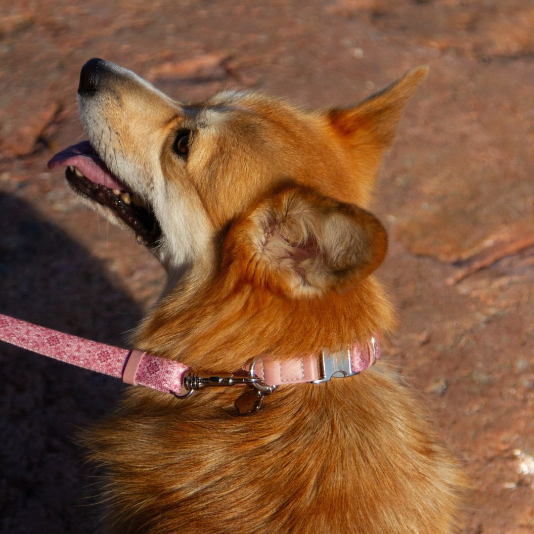 Dog Collar - Sicily
