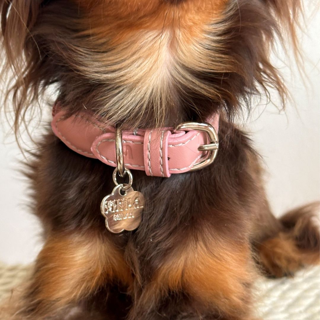 Braid Dog Collar - Petal