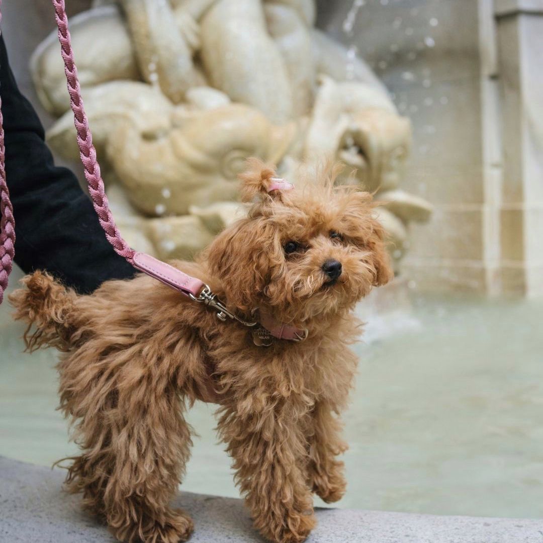Braid Dog Leash - Petal
