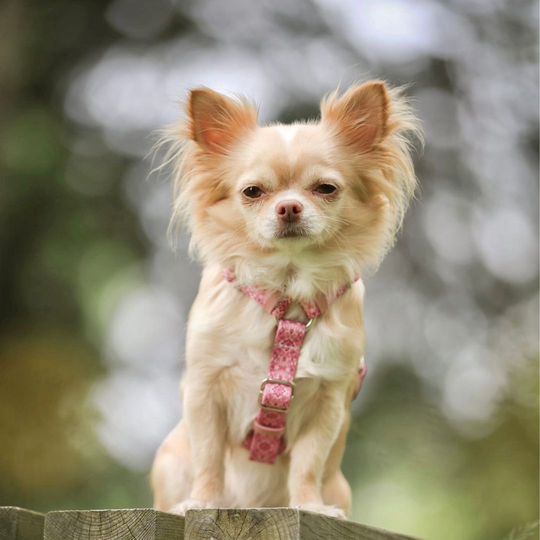 Dog Harness - Sicily