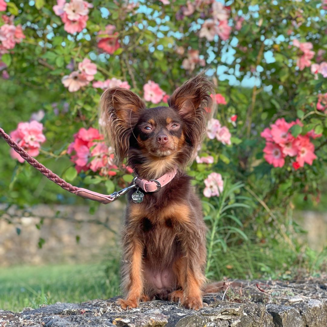 Braid Dog Collar - Petal