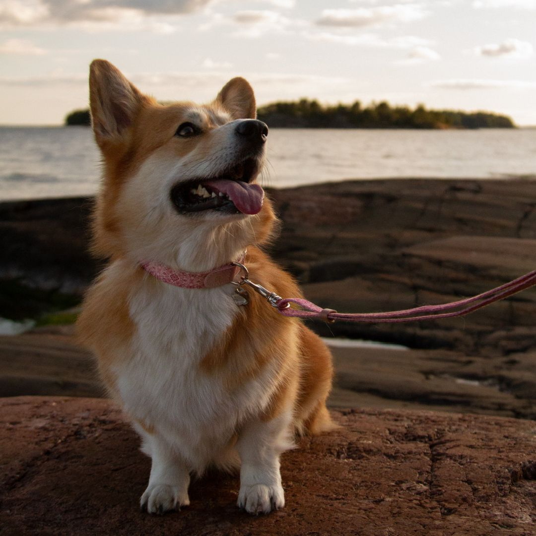 Dog Collar - Sicily
