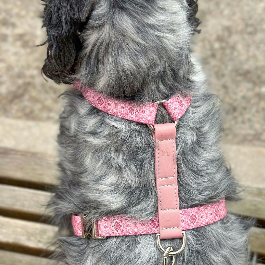 Dog Harness - Sicily
