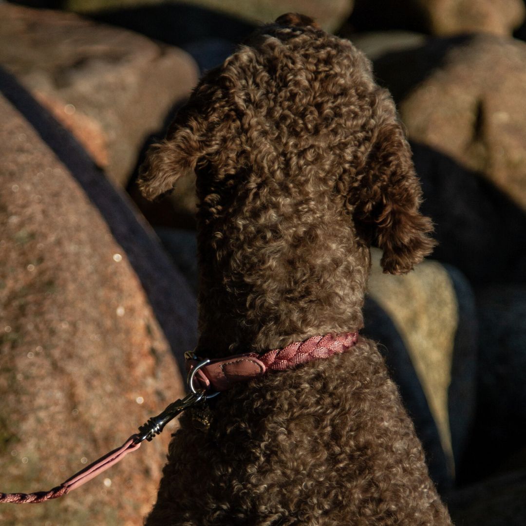 Braid Dog Collar - Petal