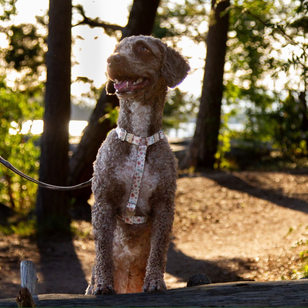 Dog Harness - Midsummer