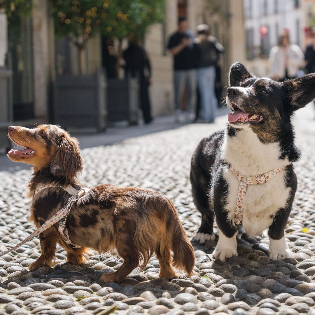 Dog Harness - Midsummer