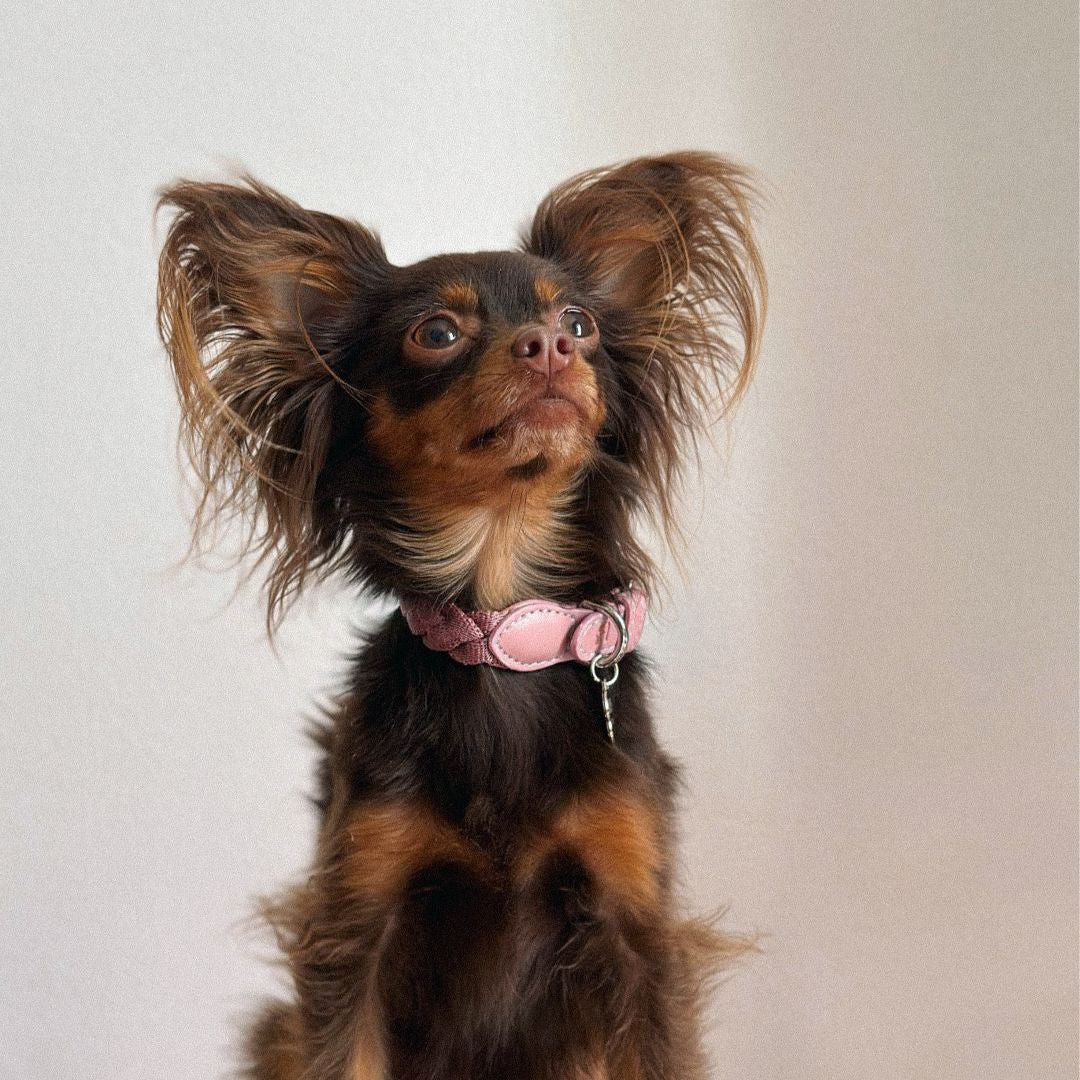 Braid Dog Collar - Petal