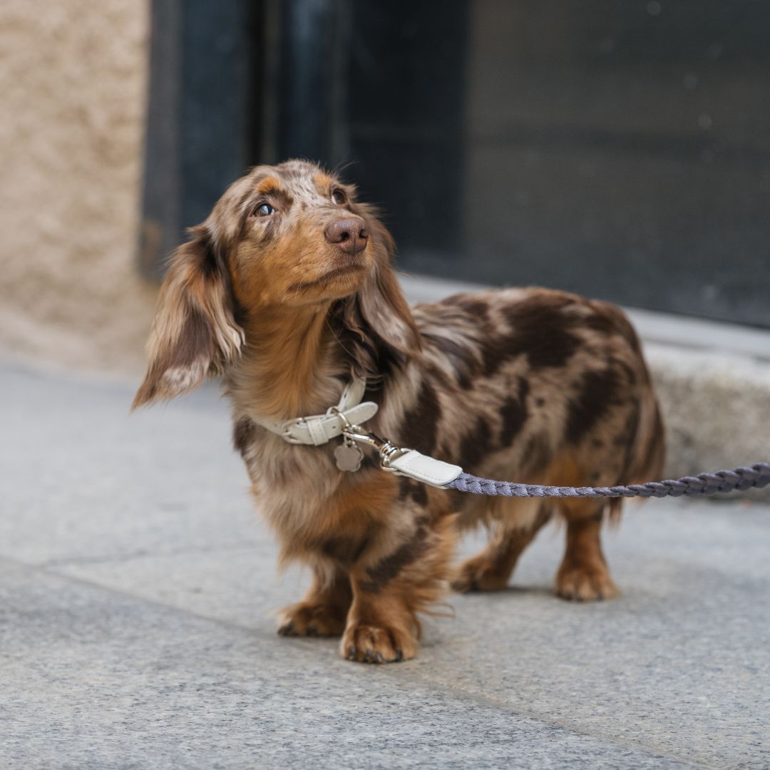 Braid Dog Leash - Moon
