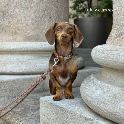 Dog Collar - Timeless Mocha