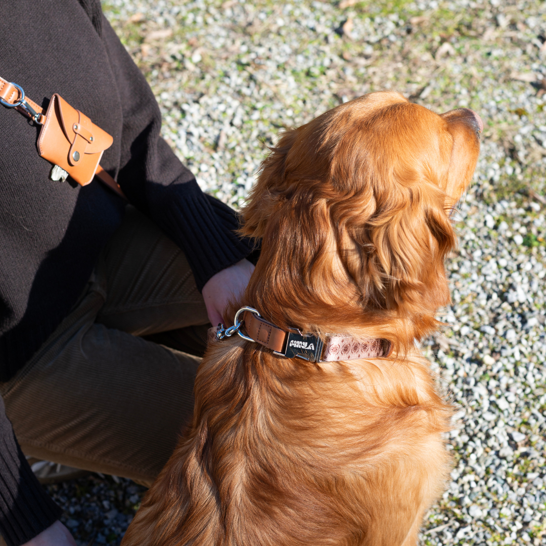 Dog Collar - Timeless Mocha