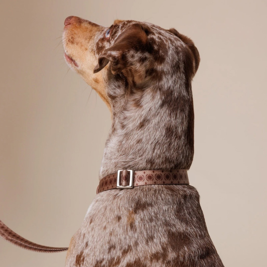 Dog Collar - Timeless Mocha