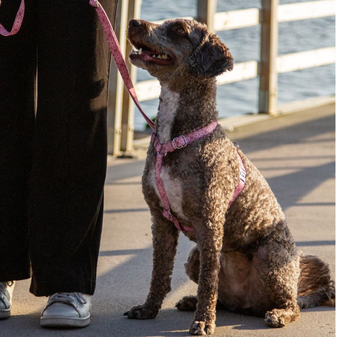 Dog Harness - Sicily