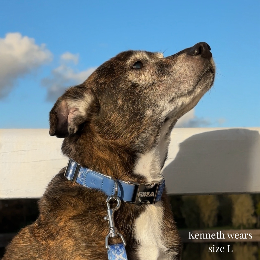 Dog Collar - Cotton Sky