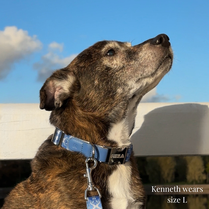 Dog Collar - Cotton Sky