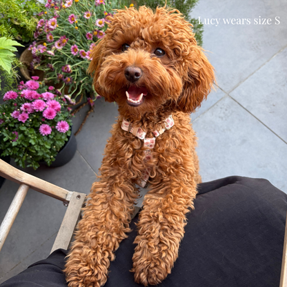 Dog Harness - Midsummer