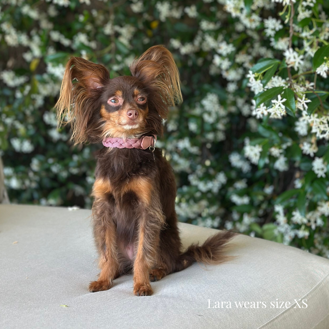 Braid Dog Collar - Petal