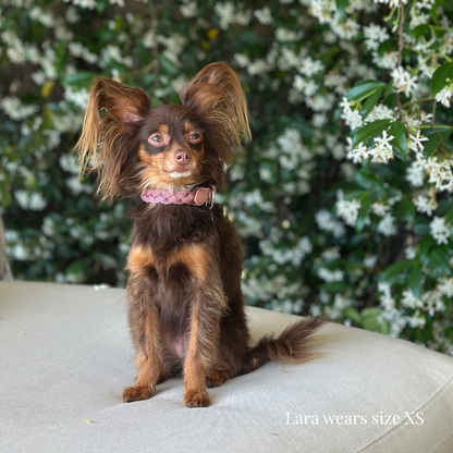 Braid Dog Collar - Petal